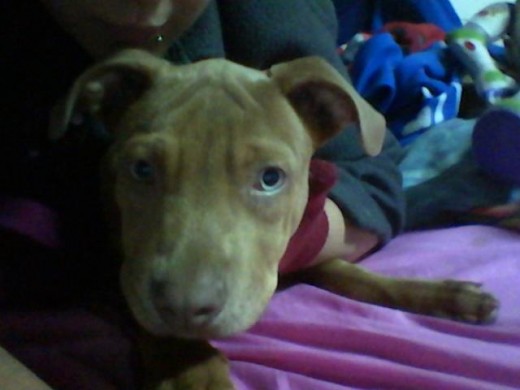 yo amo a mi APBT